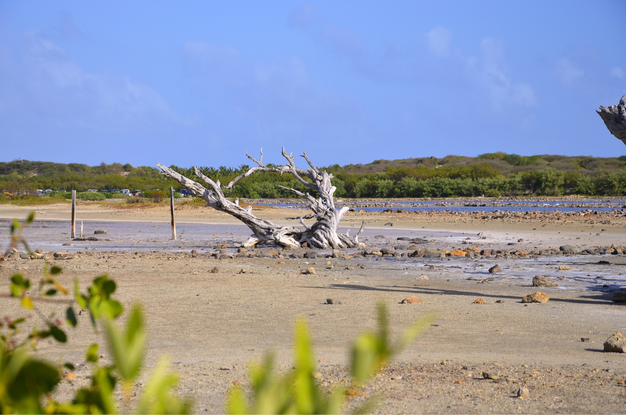 Saline St. Barth