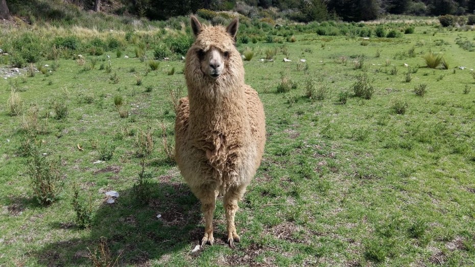 Alpaca