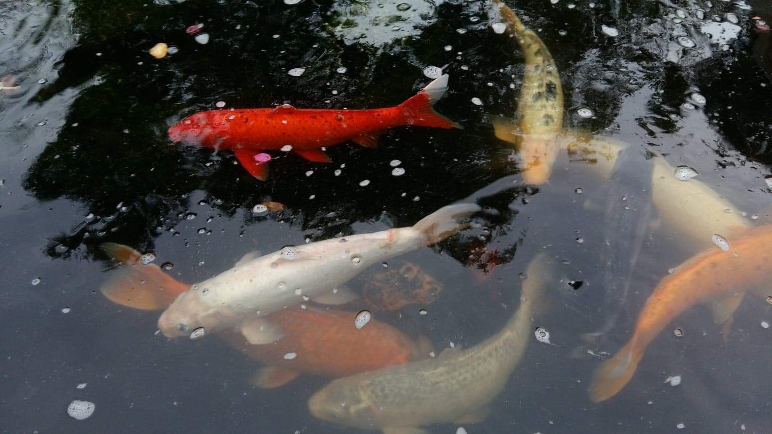 Koi or Nishikigoi