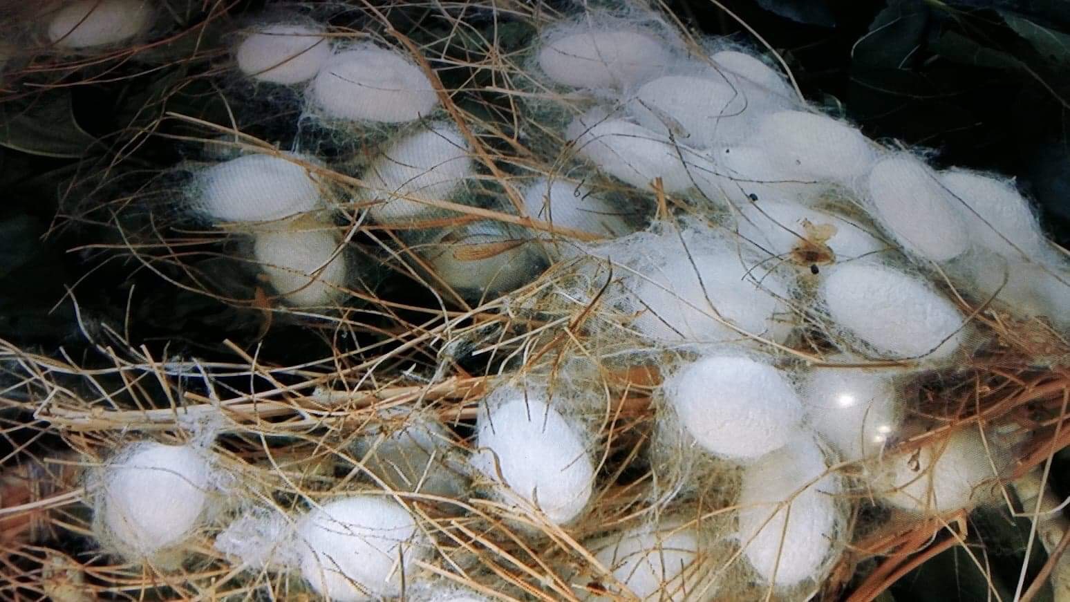 Silk Cocoons